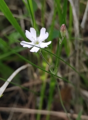 Silene linnaeana