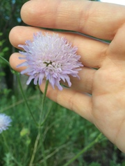 Knautia arvensis