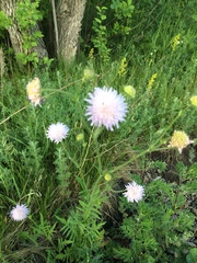 Knautia arvensis