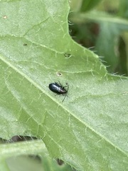 Phyllotreta cruciferae