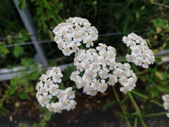 Achillea millefolium