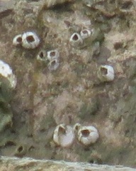Amphibalanus subalbidus image