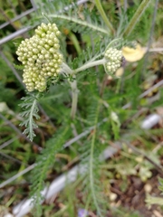 Achillea millefolium
