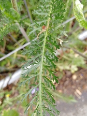 Achillea millefolium