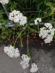 Achillea millefolium