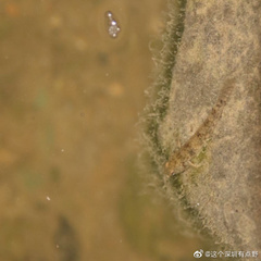 Pseudogobius poicilosoma