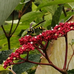 Phimenes flavopictus flavopictus