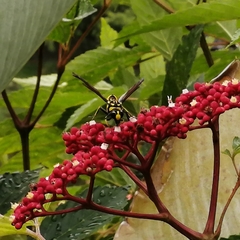 Phimenes flavopictus flavopictus