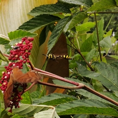 Phimenes flavopictus flavopictus