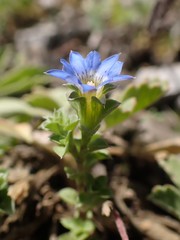 Gentiana squarrosa