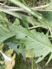 Phyllotreta cruciferae
