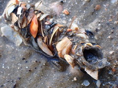 Diopatra cuprea