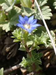 Gentiana squarrosa