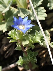 Gentiana squarrosa