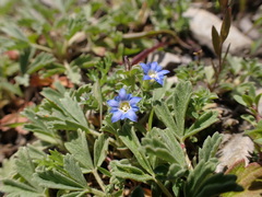 Gentiana squarrosa