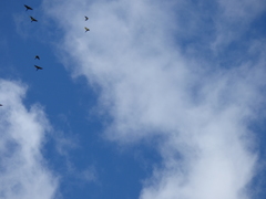 Ognorhynchus icterotis