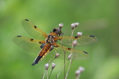 Libellula quadrimaculata