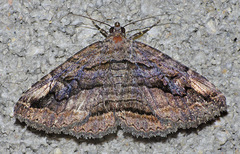 Zaleops umbrina