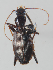 Platynus angustatus