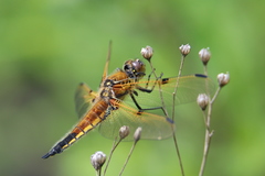 Libellula quadrimaculata