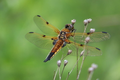 Libellula quadrimaculata