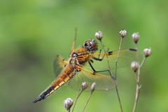 Libellula quadrimaculata