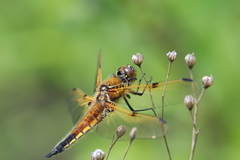Libellula quadrimaculata