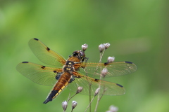 Libellula quadrimaculata