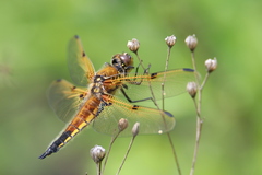 Libellula quadrimaculata