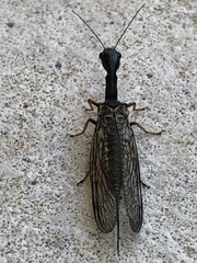 Raphidiinae
