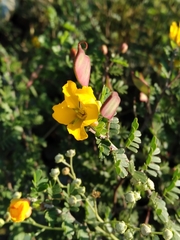 Chamaecrista greggii