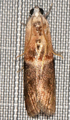 Acrobasis demotella