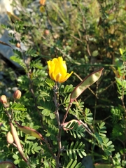 Chamaecrista greggii