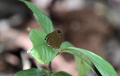 Arhopala major major