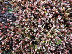 Dracophyllum prostratum