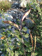 Chamaecrista greggii