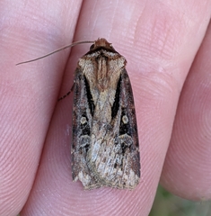 Agrotis vancouverensis