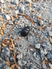 Anoplotrupes stercorosus