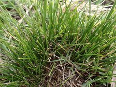 Juncus capensis