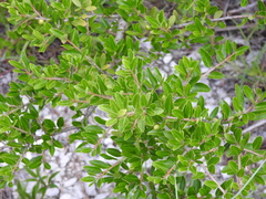 Ilex vomitoria image