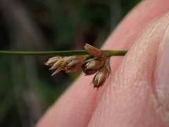 Juncus capensis