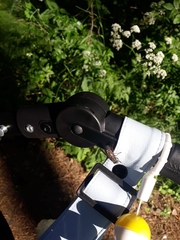 Hybomitra bimaculata