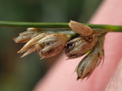 Juncus capensis
