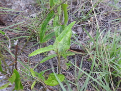 Smilax bona-nox image