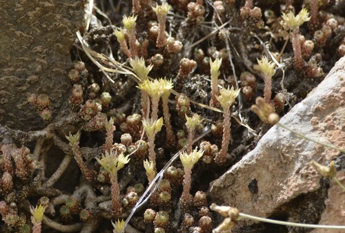 Sedum multiceps Coss. & Durieu 2