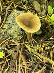 Lactarius occidentalis