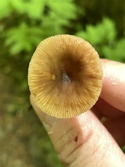 Lactarius occidentalis