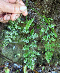 Asplenium cimmeriorum
