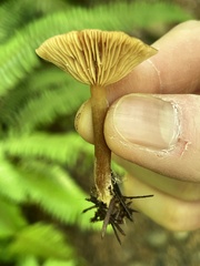 Lactarius occidentalis