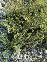 Chamaecrista greggii